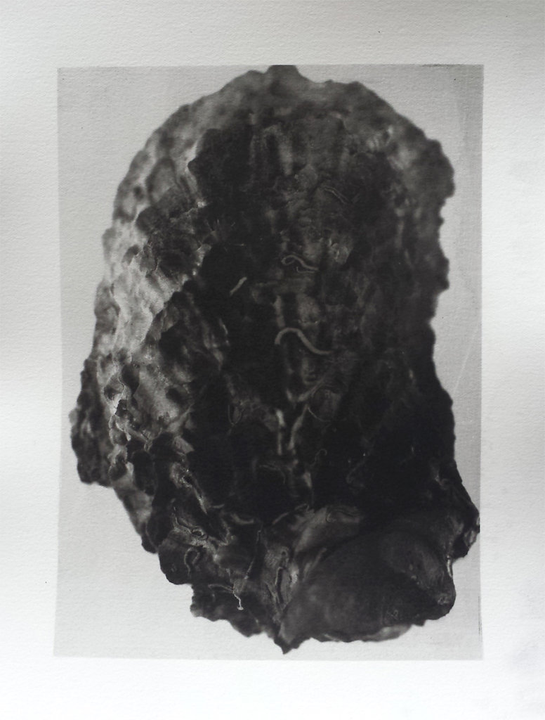 Oyster (exterior II), 2015