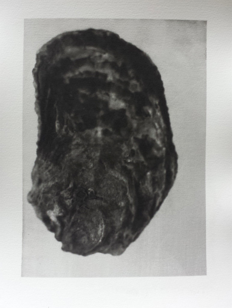 Oyster (exterior I), 2015