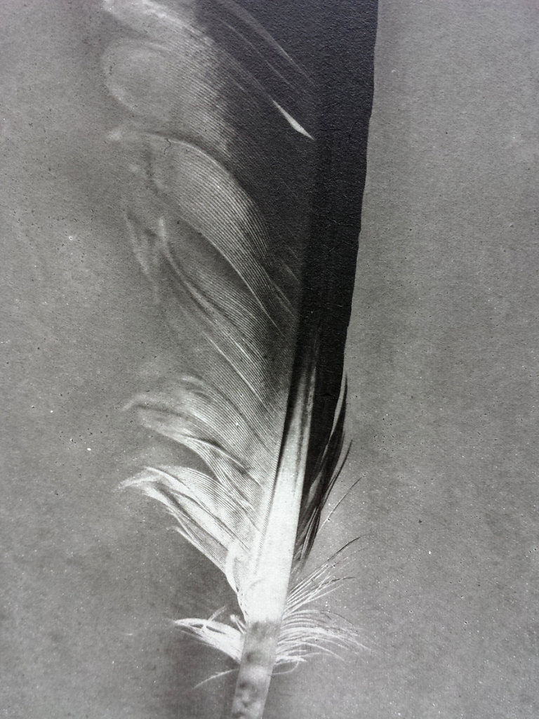 Feather (Gull - detail), 2015