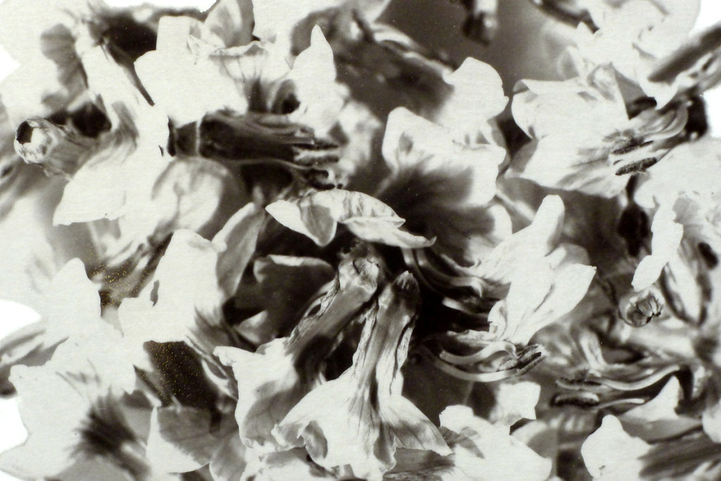 Acanthus (Mound), 2015.