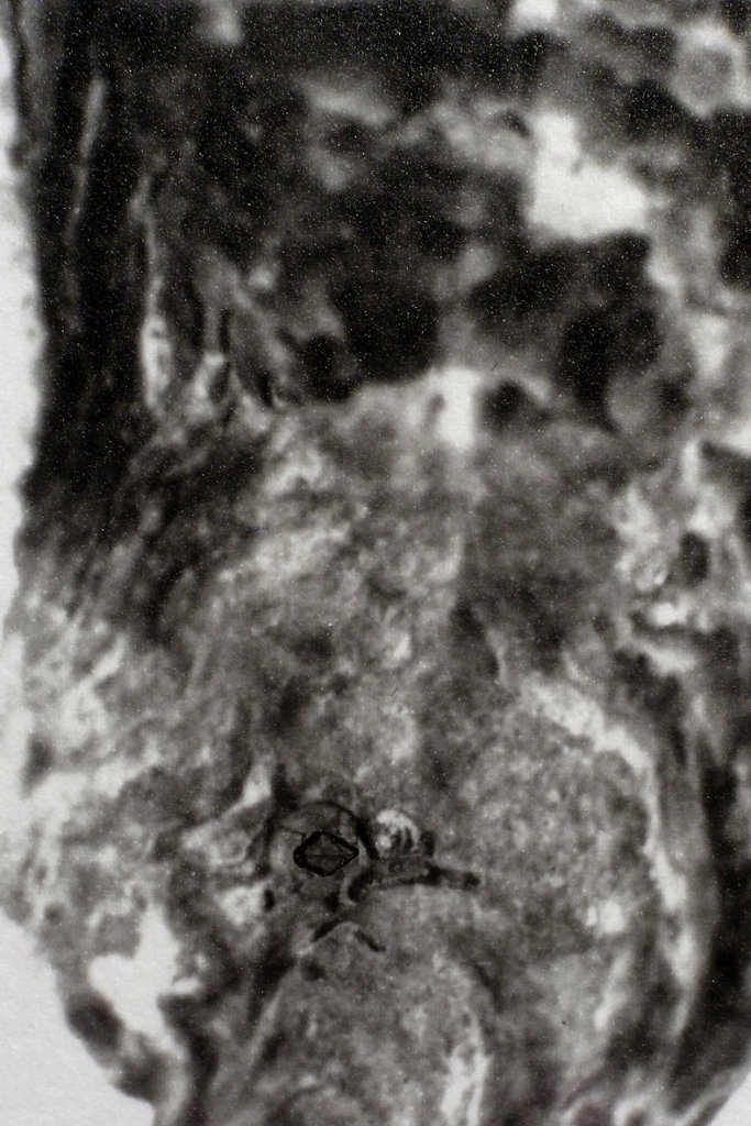Oysters (exterior - detail), 2015.