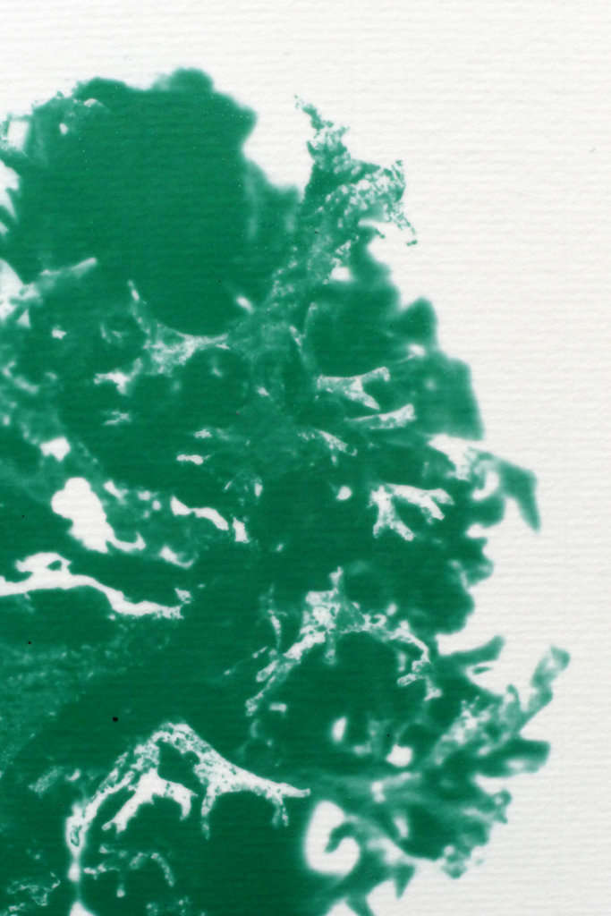 Lichen (detail), 2015.