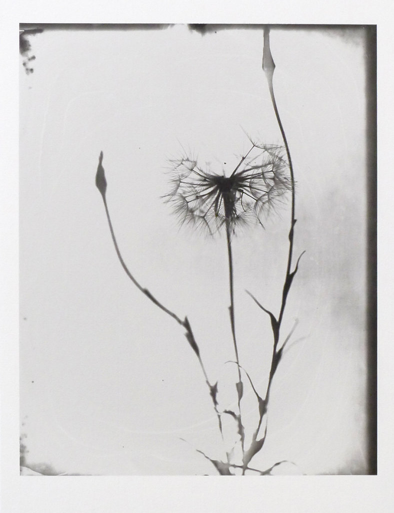 Dandelion, 2015.
