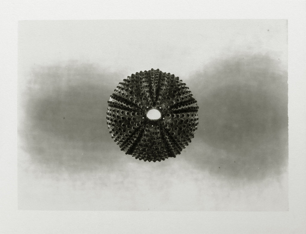 Urchin III, 2015.