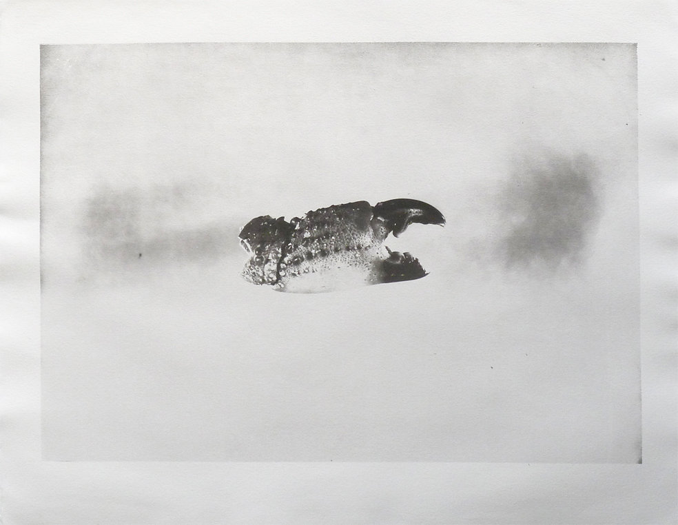 Crab claw, 2015.