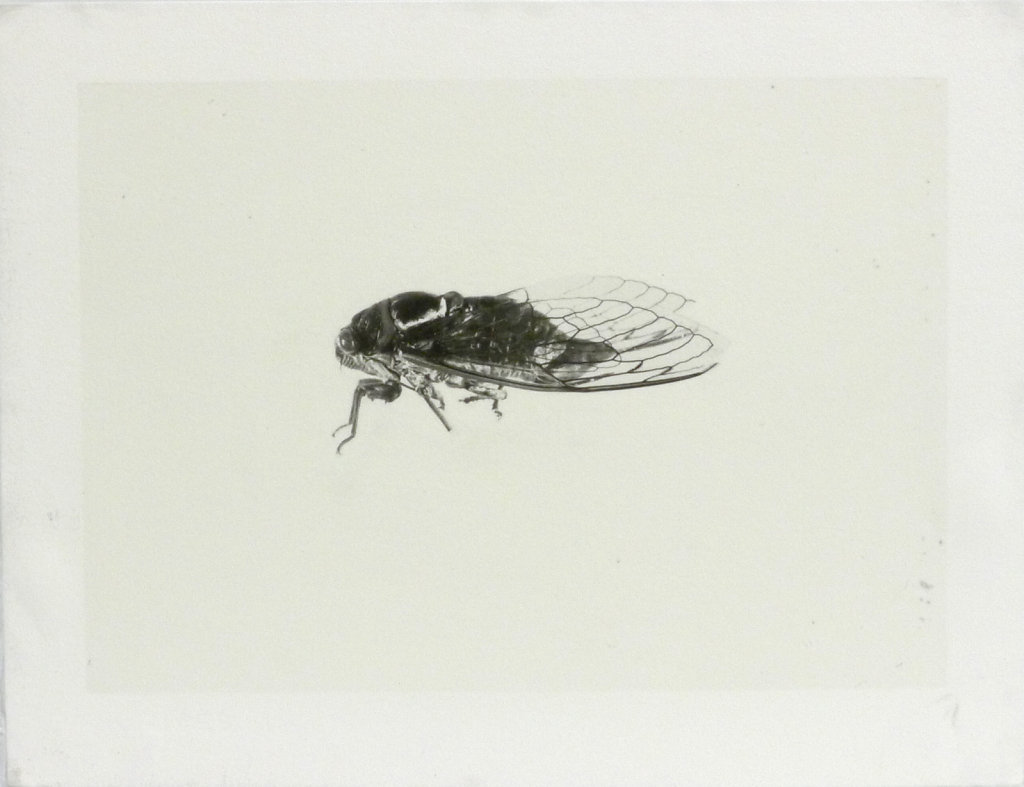 Imago - Cicada (side view), 2016.