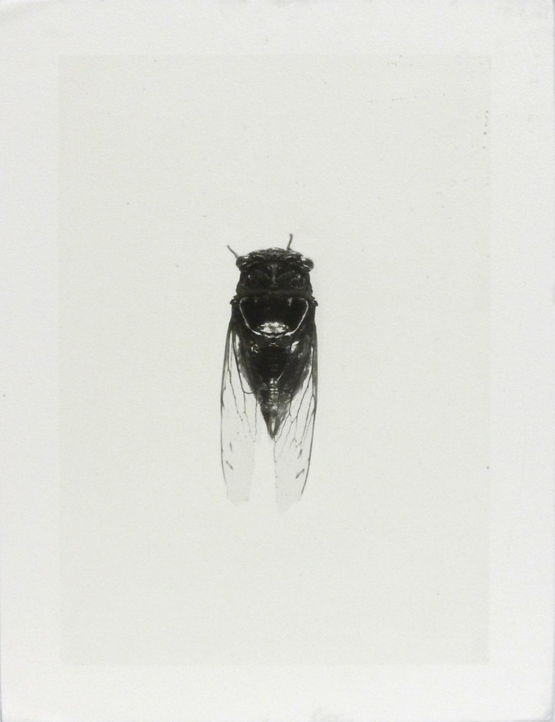 Imago - Cicada (top view), 2016.