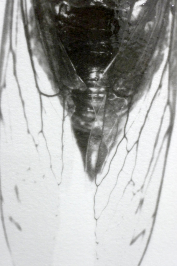 Imago - Cicada (top view - detail), 2016.