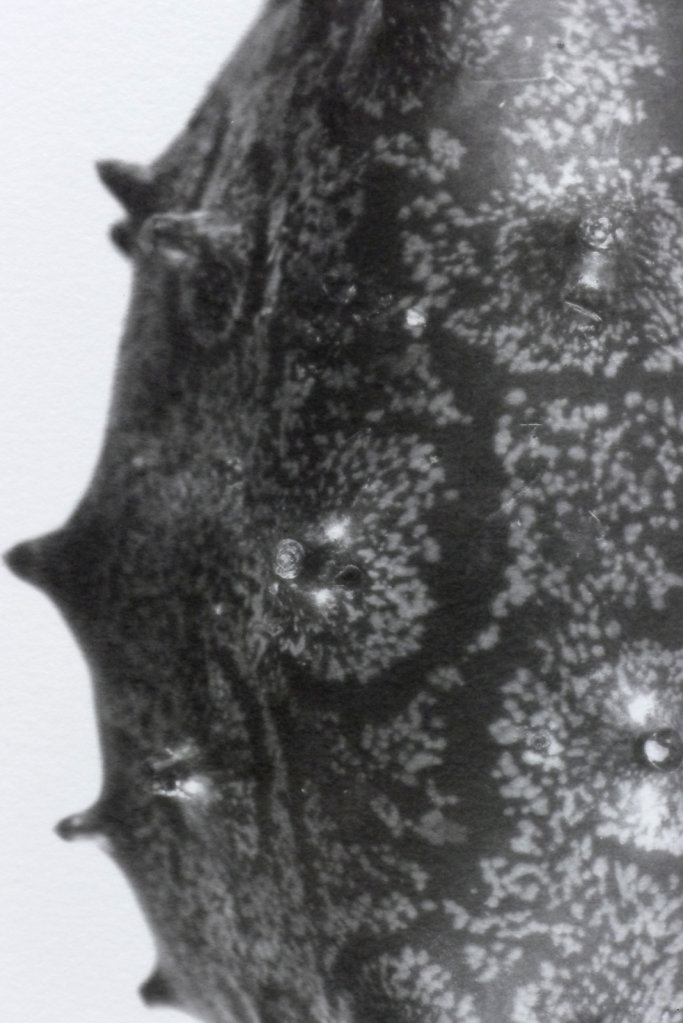 Kiweno (detail), 6.